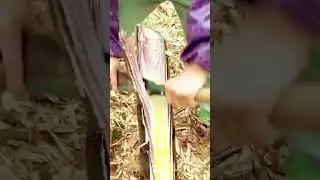 amazing skill in peeling bamboo shoots #farming #agriculture #skills #shorts