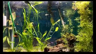 🔴 Live  Amazon Aquarium Neon Tetras Cardinal Tetras and more Tropical 🐠 Relaxing Sounds of Aquarium