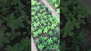 Недоросшие 🪴п9 переваленные из п9в С1 все занесла в парник 🌸