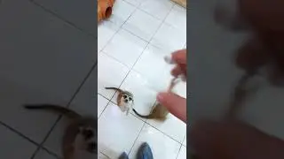 Meerkats: track from the movie tokyo drift.