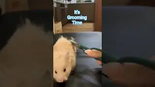 it's grooming time #cute #pets #hamster #grooming