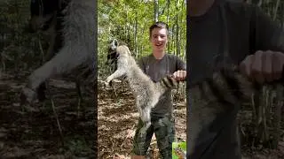 Catching raccoons! #trapping #viral #racoon #outdoors #yp #viralvideo #shortsfeed #subscribe #possum
