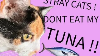BERNIE AND AOC COME TO DINNER ! STRAY CATS EVERYWHERE!!