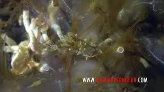 Okenia longiductis - Okenia tachet&eacute;e - Etang de Thau - www.loeilduplongeur.com