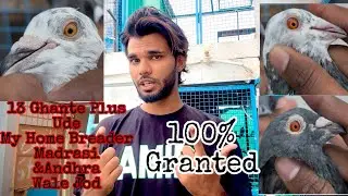 FS MY HOME BREDER 100% RESULTED MADRASI & ANDHRA LINE KE JOD M.9975143897 CHECK BY USTAD FAIL FREE 