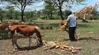 Sweet potato silage for better dairy feeding and feed management
