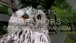 After Effects Behaviors: Opacity Flash Random (no sound)