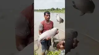Underwater Fishing |Best Fishing Video #fishing #viralvideo#fishvideo #ytshorts #troutfishing#nature