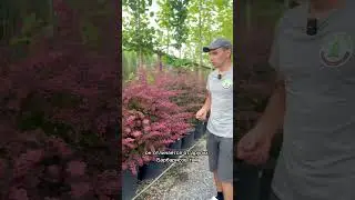 Барбарисы для сада в Ростов-на-Дону #озеленениеростов #питомникрастений #домростов #барбарисы