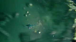 Walleye on Dipsy Diver