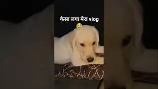 😂😝 kaisa laga #dog  #cute #puppy #labrador #funny #new #trending #pets #shortsfeed #shortsdog