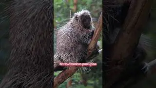 Planet Zoo DLC ideas! Arboreal Pack #planetzoo #shorts #fyp