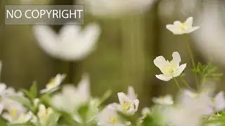 FREE FLOWER BACKGROUND VIDEO | NO COPYRIGHT CONTENT