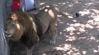 Milo Steals Bonedigger's Lunch