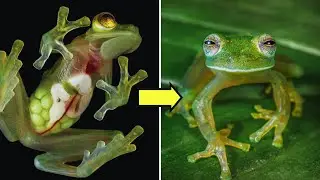 1 HORA DE CURIOSIDADES - DATOS CURIOSOS