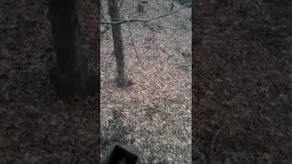 2014 buck