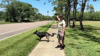 The Key to a Truly Free Dog