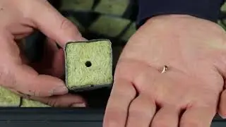 How to grow weeds like a pro rock wool  big plants #marijuana #rockwool
