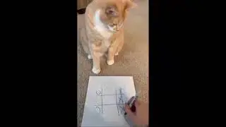 Cat videos for kids short videos 33 | Cat Vines