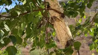 Do you know how hummingbirds sounds like?
