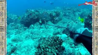 3-Prong Hawaii::9' Break-down KUMU R1 Pole Spear::Clip #9, Part 2 of 2::Summer 2012