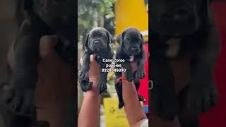 Meet our adorable  puppies#canecorso  #puppylove #puppiesforsale #HyderabadPets #petstore  #puppy