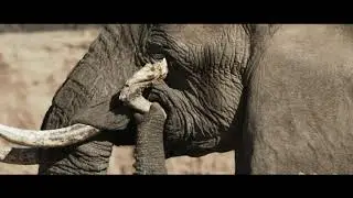 Announcing The Build Of Our Elephant Education Centre in Namibia, Africa | #NUIIPeaceProject