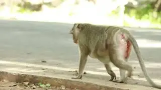 Monkey Yamasaki and Duchess Meet on the Way /MA-D.260