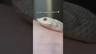 HOGNOSE 2020 REFLECTION
