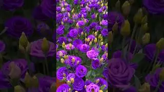 Would You  Like A  Bouquet Of Eustoma Flower ? #satisfying #short