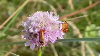 Rhagonycha fulva/ coracero rojo/ common red soldier beetle