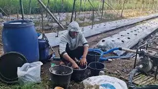 HIDDEN FARMER METHOD: BUCKET MIXED FERTILIZER AND HERBICIDE FOR MAXIMUM HARVEST!-Agriculture Farming