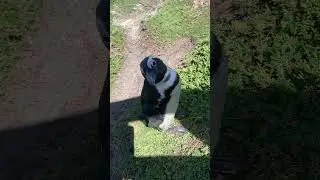 Wait... There Are Penguins in Africa?! My Motorcycle Discovery in South Africa