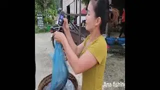 Building a Simple Fish Trap Using Rocks in a Stream