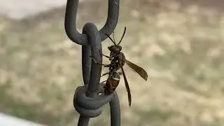 Close up young hornet footage, early spring.
