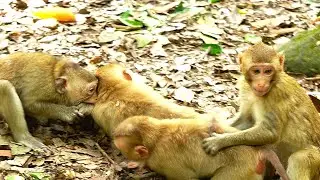Pixie is cruelly hit Lyra scream loudly, then Sweatpea wan Ricky on same time, playful warning