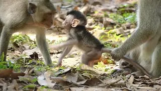 Sister Delena Take Time Talking With Baby Monkey Dillon But Not Much Close Up Just Only Short Time.