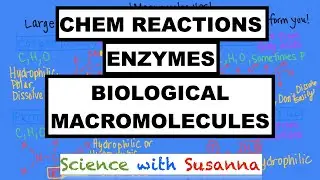 Chemical Reactions and Biological Macromolecules (for A&P students!)