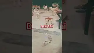 Real Street Dog 🐶😲 #real Gards #dogs #animals #love