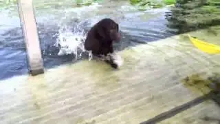 Dog falls in water