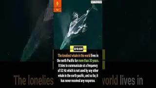 Fascinating Facts The Secrets of the Lonely Whale #facts #shorts #interestingfacts