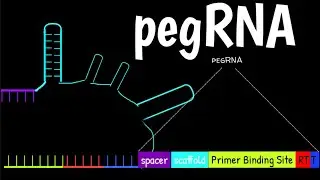pegRNA | Руководство по редактированию РНК | Редактирование РНК | Компоненты pegRNA |