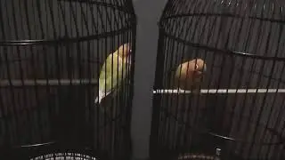 MOZZA SI LOVEBIRD FIGHTER DAN DURASI PANJANG....