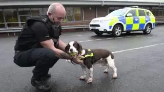 Brewster the retiring police dog
