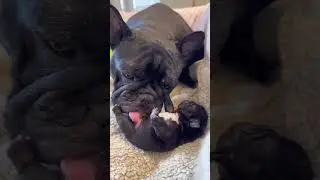 Newborn puppy care (day 1) #shorts #puppy