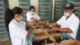 DOC AYAM KAMPUNG JATINOM PERKASA FARM