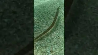 July 2, 2023: A small pipefish #miamibeach #florida #pipefish #fish #marinelife #animals #oceandaily