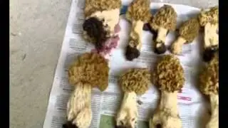funghi 7 maggio 2011,morchelle,spugnole,morchelle valle stura-cn-