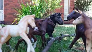 The life of the herds ( read description ) SORRY IT IS BAD