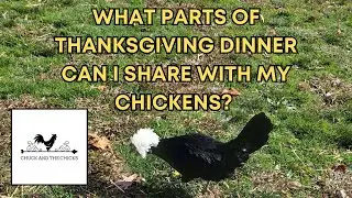 What Parts Of Thanksgiving Dinner Can I Share With My Chickens?